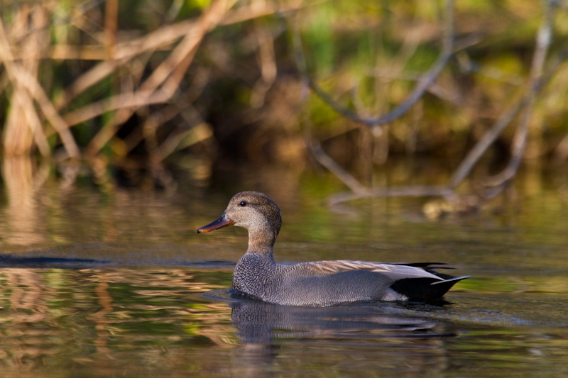 Gadwall